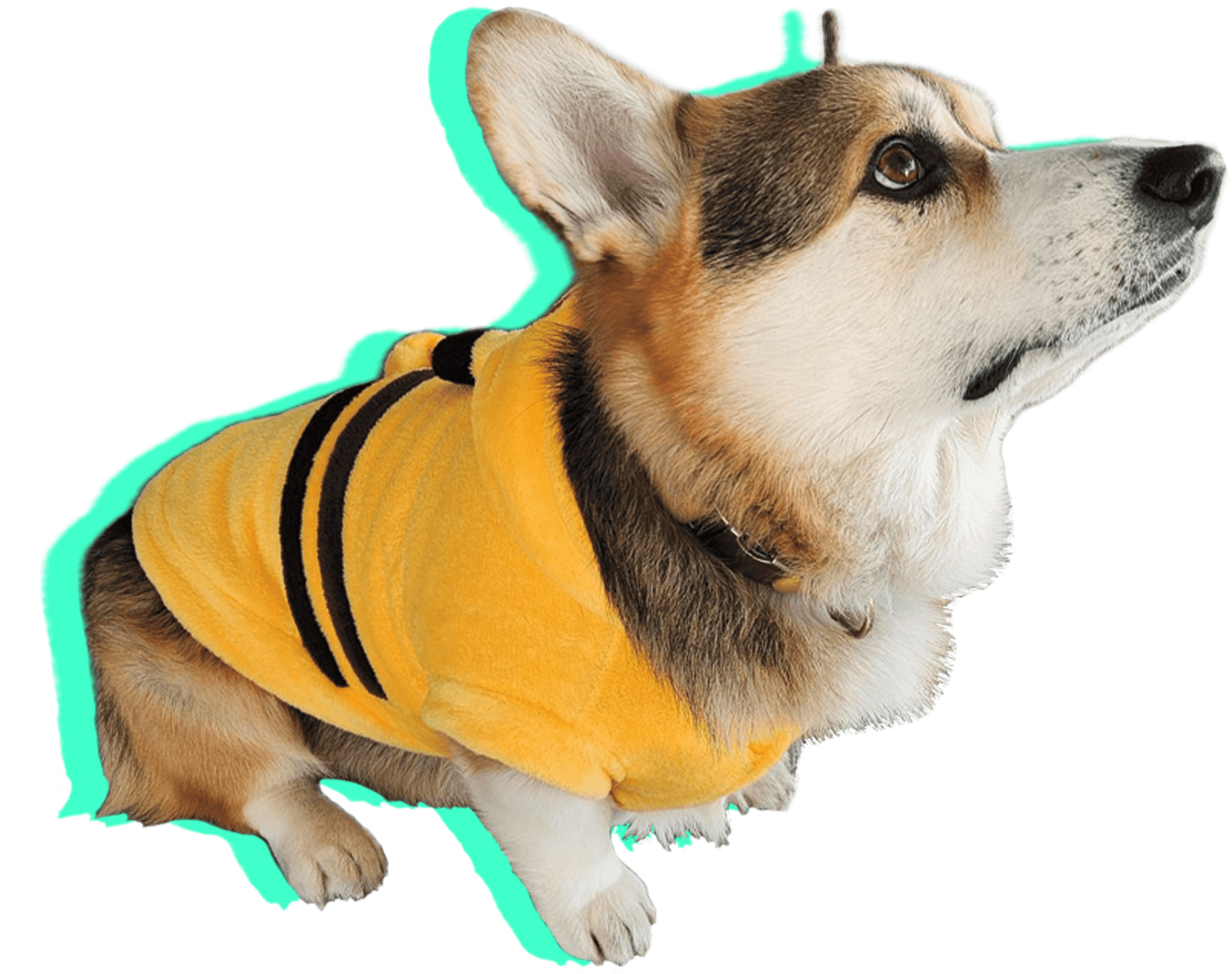 Corgi in a Pikachu costume.